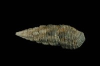 藏品(燒酒海蜷)的圖片